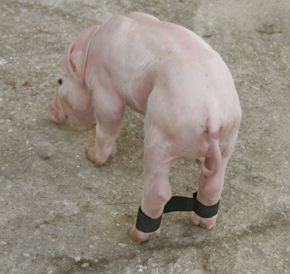 <p>Loosely binding the hind legs together with a 5-8 cm gap for 7-10 days and supportive care to help them suckle</p>