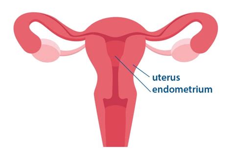 <p><strong>ENDOMETRIUM</strong></p>