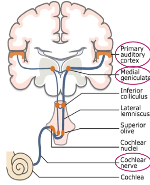 <p>Ability to detect auditory information in the form of sound waves</p><p>Enter inner ear via ear canal</p><p>Detected by particular sensory receptor cell - hair cells</p><p>Hair cells express cilia on top</p><p>Sound waves cause cilia to bend</p><p>This causes opening of ion channels</p><p>This causes a change in membrane potential leading to release of glutamate</p><p>Glutamate combines to primary auditory neurones, triggering action potential </p><p>Axons of primary auditory neurones make up 8th cranial nerve, the cochlear nerve</p><p>Info transmitted via brain stem to thalamus, to auditory cortex found in temporal lobes</p>