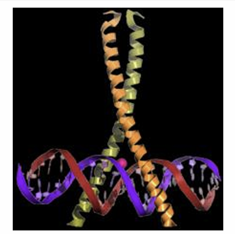 <p>Se trata de una región de la proteína que tiene un residuo de Leu cada 7 aminoácidos. La Leu se repite en la misma cara de la proteína cada 2 vueltas de hélice. 2 cadenas de este tipo se asocian hidrofóbicamente intercalando restos de Leu que encajan en el surco mayor del DNA. Se favorece la formación de una estructura en forma de “Y”</p>