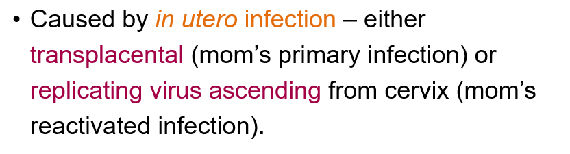 <p>Through <strong>in utero infection</strong></p>