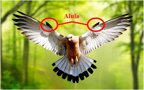 <p>the first finger of a bird that became elongated, slender, and independently mobile</p><ul><li><p>allows for more precise flight and aids to prevent stalling in air.</p></li></ul><p></p>