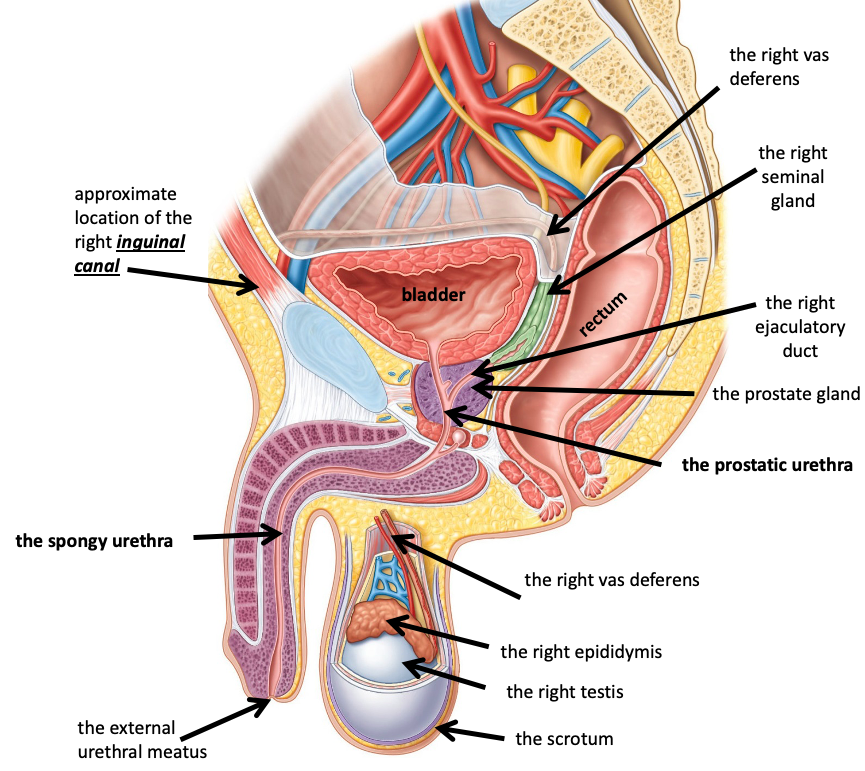 <p>The right seminar gland </p>