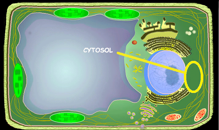 <p>Cytosol/Cytoplasm</p>
