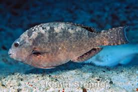 <p>Stareye Parrotfish </p>