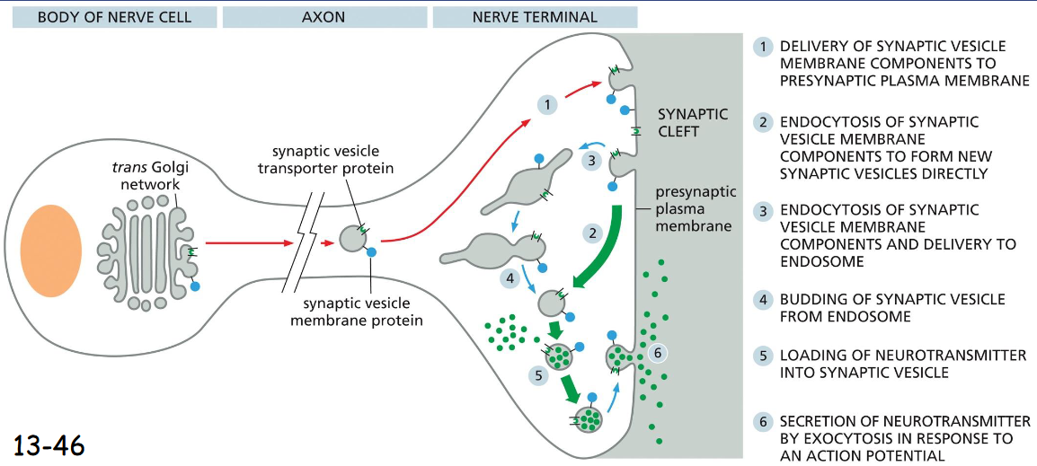 <p>can form directly from Endocytic Vesicles</p><ol><li><p>delivery of synaptic membrane components to presynaptic plasma membrane</p></li><li><p>endocytosis of synaptic vesicle membrane components to form new synaptic vesicles directly</p></li><li><p>endocytosis of synaptic vesicle membrane components and delivery to endosome</p></li><li><p>budding of synaptic vesicle from endosome</p></li><li><p>loading of neurotransmitter into synaptic vesicle</p></li><li><p>secretion of neurotransmitter by exocytosis in response to an action potential</p></li></ol><p></p>
