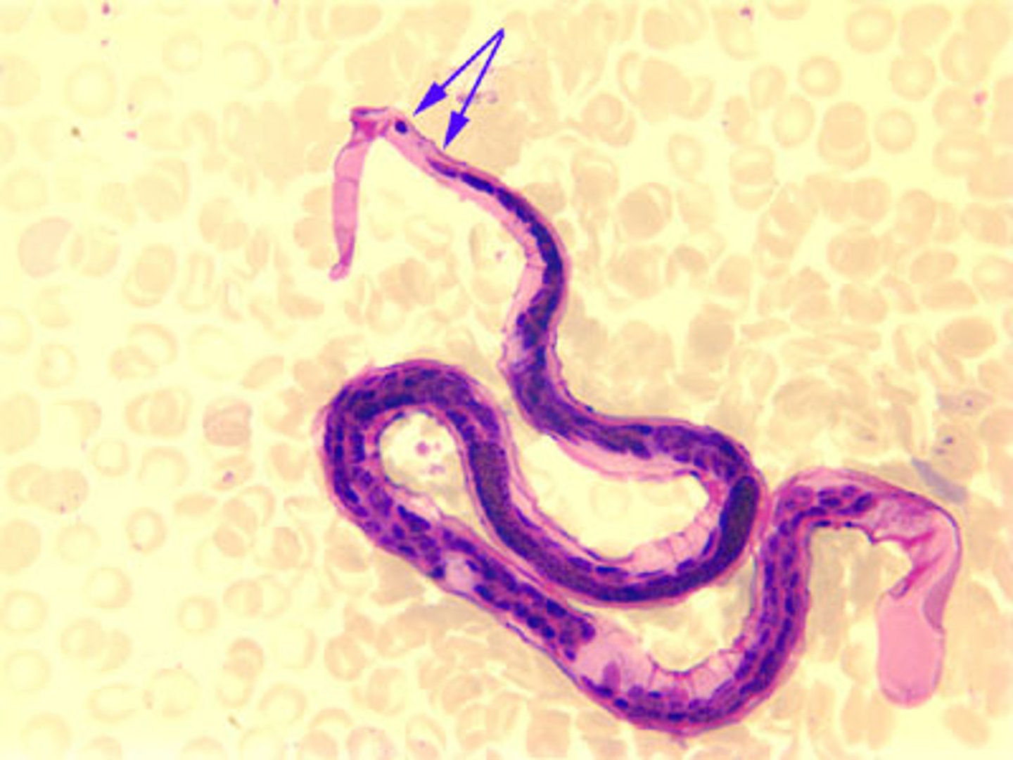 <p>175-250um</p><p>Sheath</p><p>2 nuclei at tip of tail</p><p>Long cephalic space</p>
