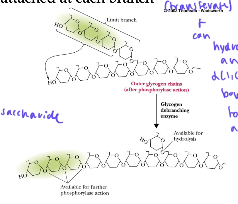 <ul><li><p>debranching enzyme hydrolyzes the alpha(1,6) glycosidic bonds at branch points of glycogen</p></li><li><p>transfers the last 3 glucose residues of 4 total attached to a branch point to a nearby nonreducing end, forming 1 longer chain</p></li><li><p>then debranching enzyme removes the single glucose at the branch point off, yielding 1 glucose molecule</p></li><li><p>the unbranched polysaccharide can easily be acted on now to remove glucoses</p></li><li><p>so debranching enzyme acts as both a transferase and a hydrolase</p></li></ul><p></p>