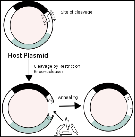 1. fast growth
2. asexual reproduction, offspring are able to produce the same products
3. lack of ethical concerns over the manipulation and growth of bacteria
4. genetic codes are shared with all other organisms 
5. presence of plasmid