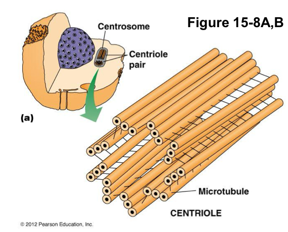 <p><strong><u>9 pairs of </u><em><u>triplet microtubules</u></em></strong> oriented at right angles to each other</p>