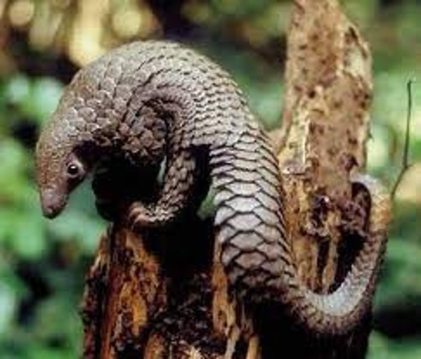 <p>more prominent ears, scales extend part way to nostrils, less flexible and shorter tail than Sunda Pangolin</p>
