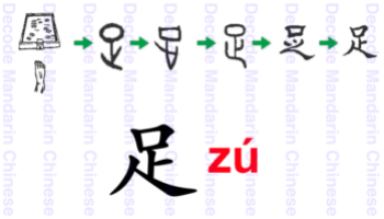 <p><span>Foot</span></p>