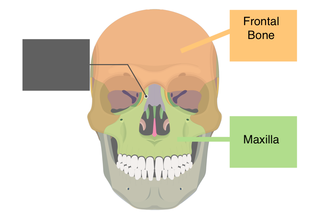 <ul><li><p>Frontal bone</p></li><li><p>Maxilla</p></li></ul><p></p>