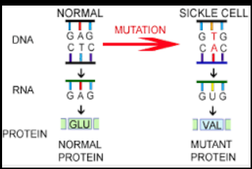 <p>point mutation at position 6 on beta chain</p><p>A→T</p><p>glutamic acid → <strong>valine</strong></p><p><strong>HbAS- </strong>heterozygous (sickle-cell trait/carrier)<strong> </strong></p><p><strong>HbSS- </strong>homozygous (sickle-cell disease)</p><p></p>
