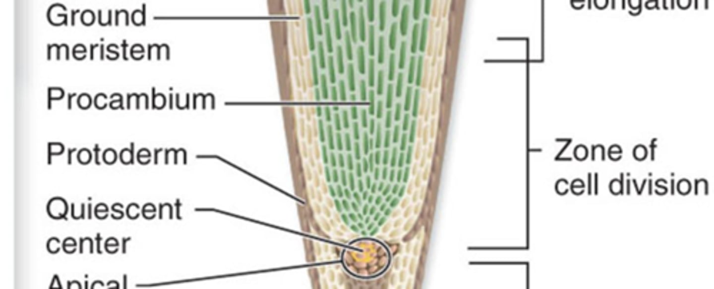 <p>The initial region in the apical meristem of roots that has reached a state of relative inactivity.</p>