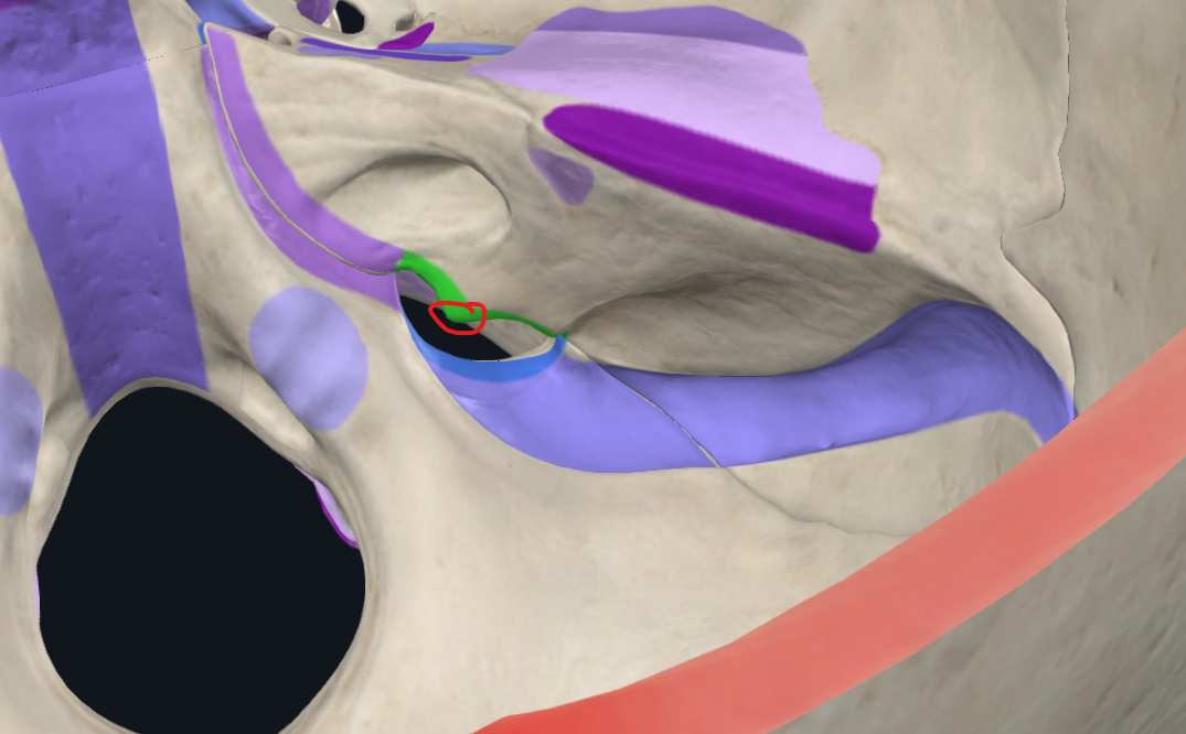 <p>rozděluje <strong>foramen jugulare</strong> na ventromediální a dorsolaterální</p>