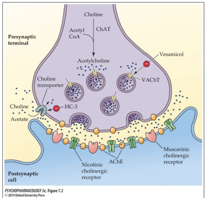 <p>stored in synaptic vesicles using vesicular cholinergic transporters (VAChT)</p>