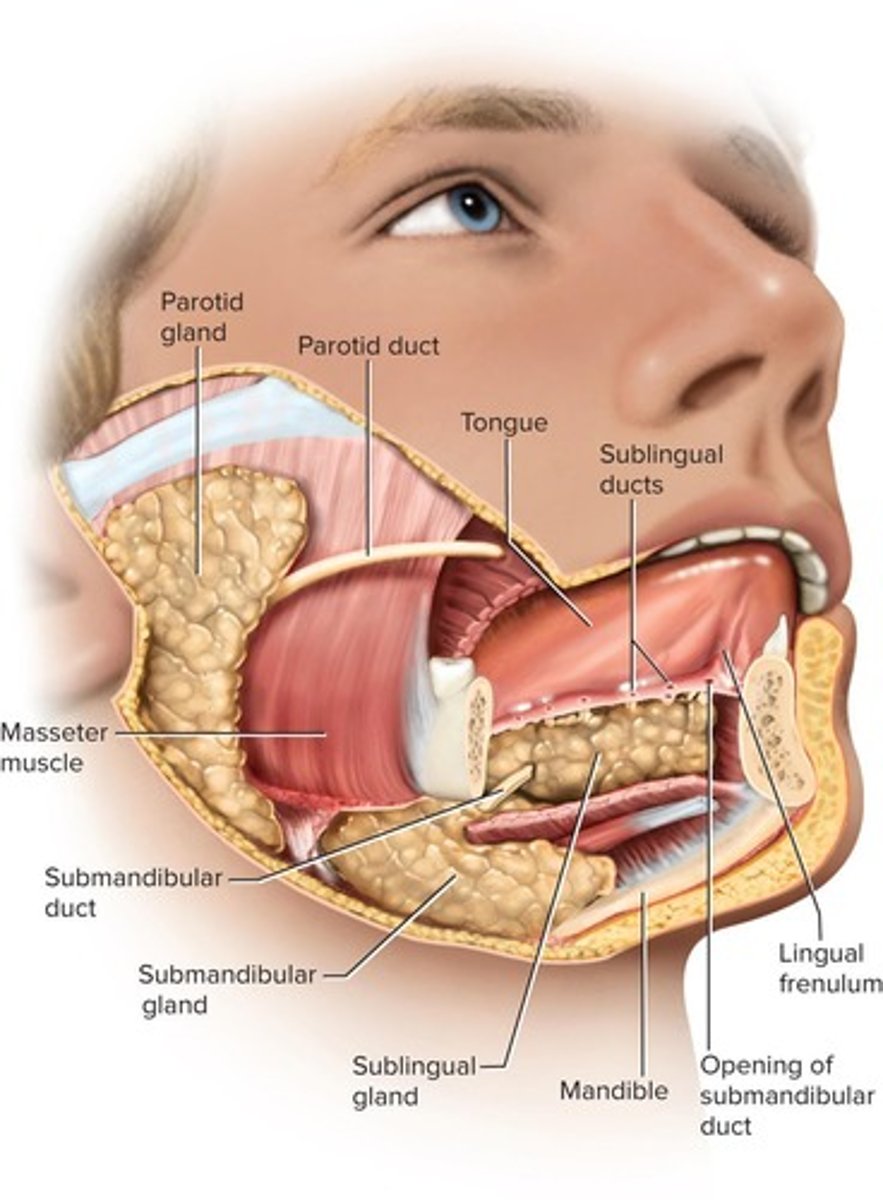 <p>Small glands dispersed amid other oral tissues, including lingual, labial, palatine, and buccal glands, that secrete saliva at a constant rate.</p>