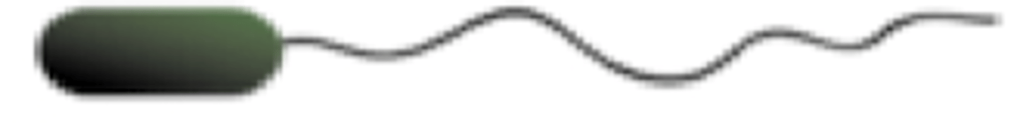 <p>what is this bacteria classified as?</p>