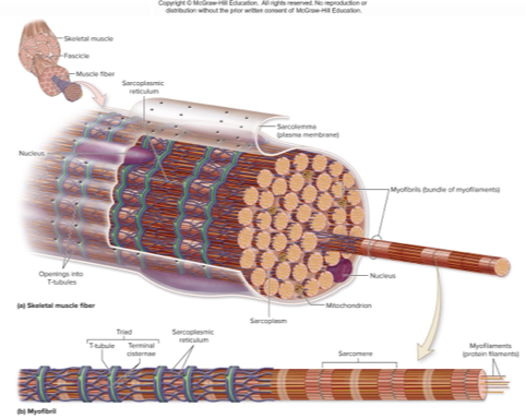 <p>what part of a muscle cell does this descrbe:</p><p>has T-tubules (transverse tubules) that extend deep into the cell</p><p>sarcolemma and its t-tubules have voltage-gated ion channels that allow for conduction of electrical signalsihas voltage-sensitive calcium channels that are responsive to the electrical signals (action potentials)</p>