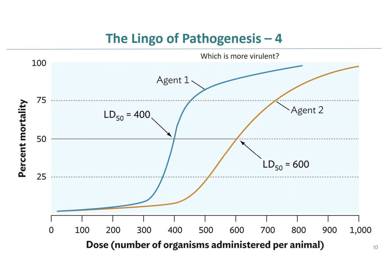 <p>Agent 1 is more virulent because it has a lower LD<sub>50 </sub>(400) compared to Agent 2 (600) (This means that fewer organisms are needed to kill 50% of the animals) </p>
