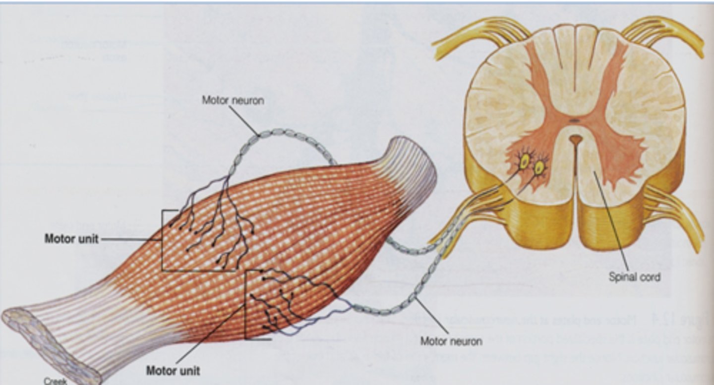 <p>a nerve cell that stimulates the contraction of skeletal muscle fibers</p>