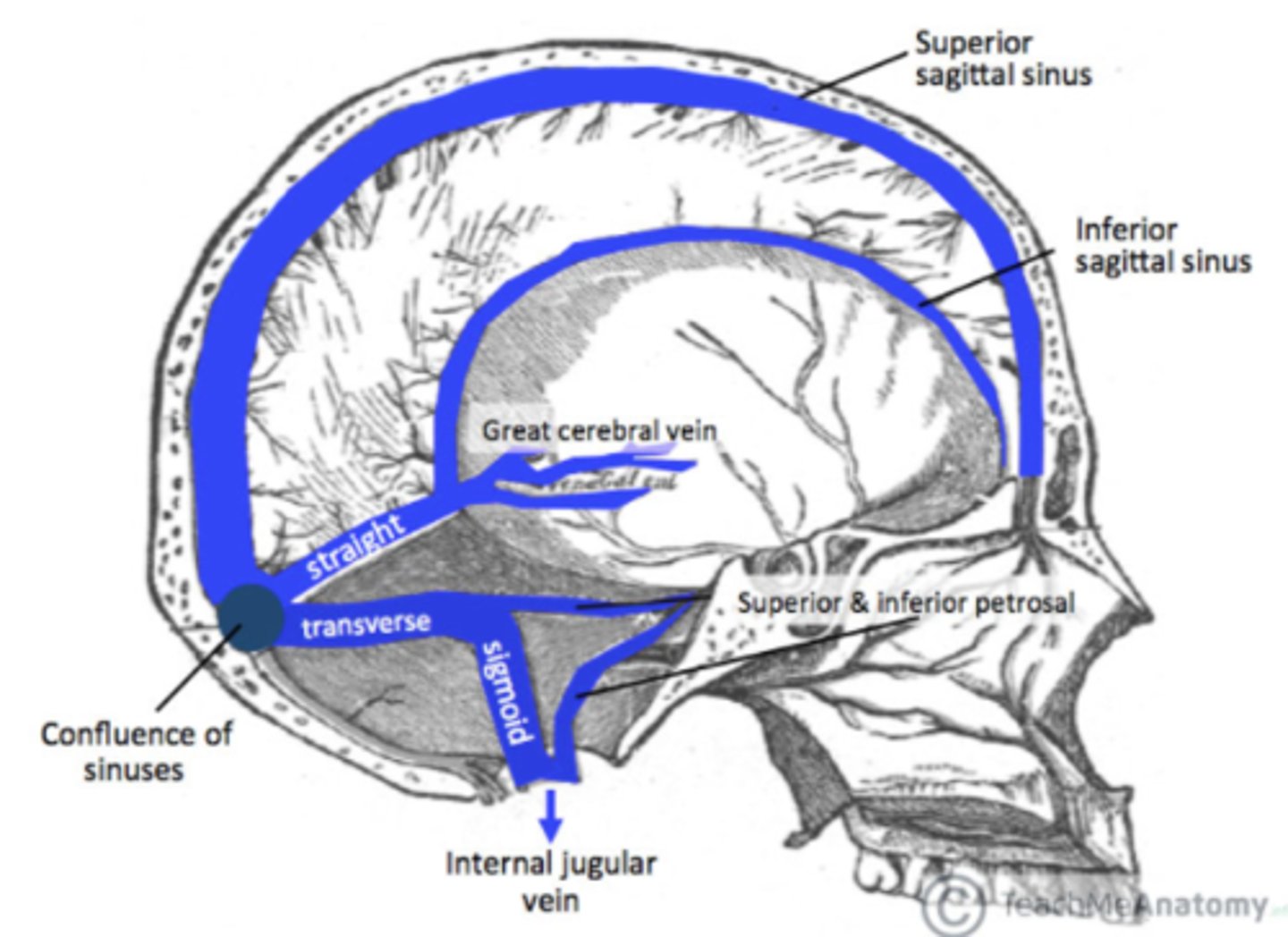 <p>superior sagittal sinus</p><p>inferior sagittal sinus</p><p>straight sinus</p><p>confluence of the sinuses</p><p>transverse sinus</p><p>sigmoid sinus</p><p>cavernous sinus</p>