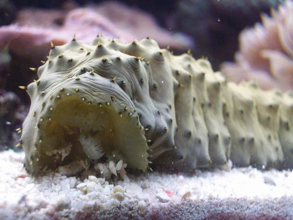 <p>Phylum, Class, feeding strategy?</p>