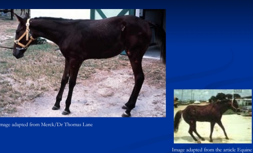 <p><span style="background-color: transparent;"><strong><span>Laminitis</span></strong></span></p>