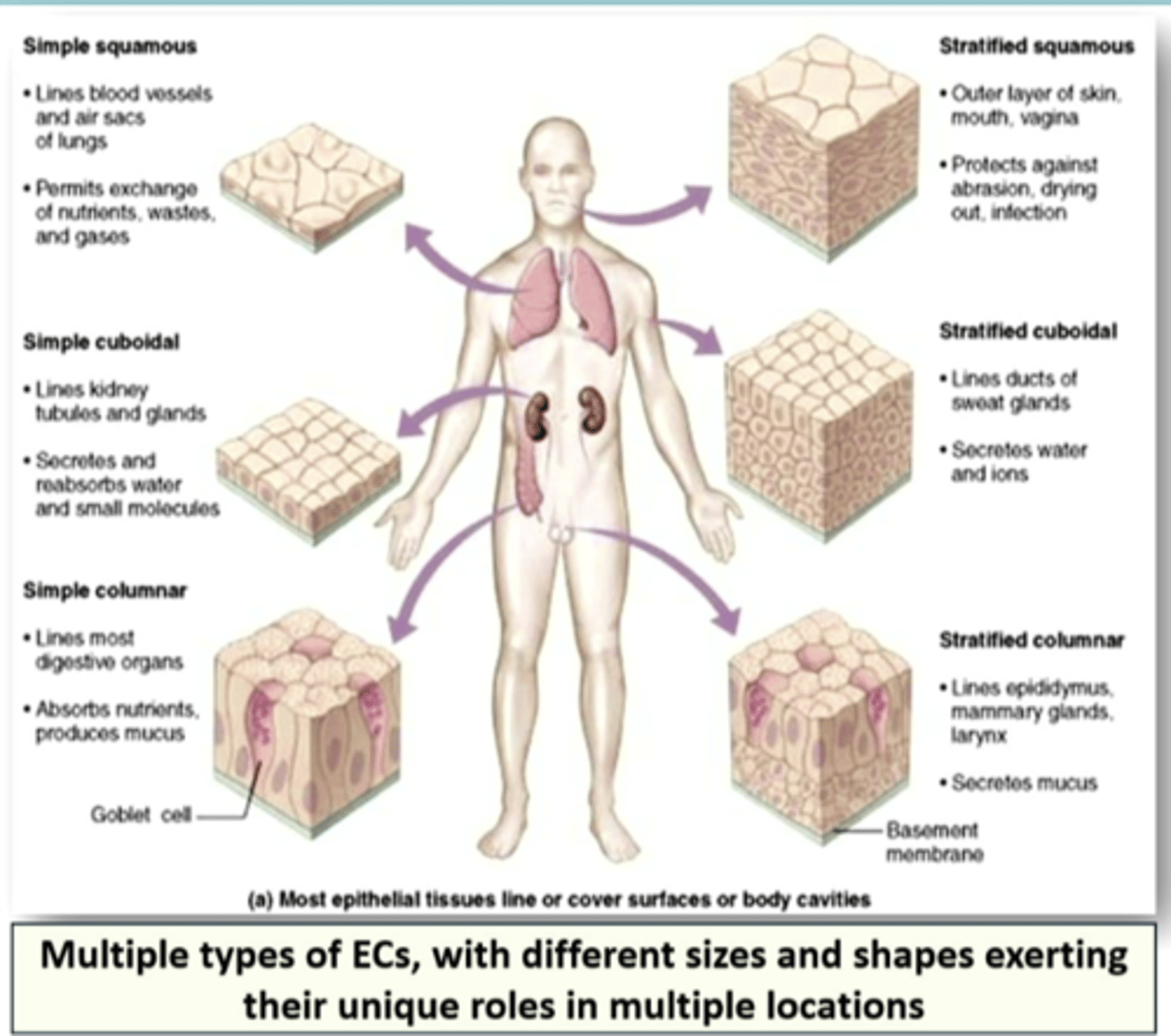 <p>types of epithelial cells</p>