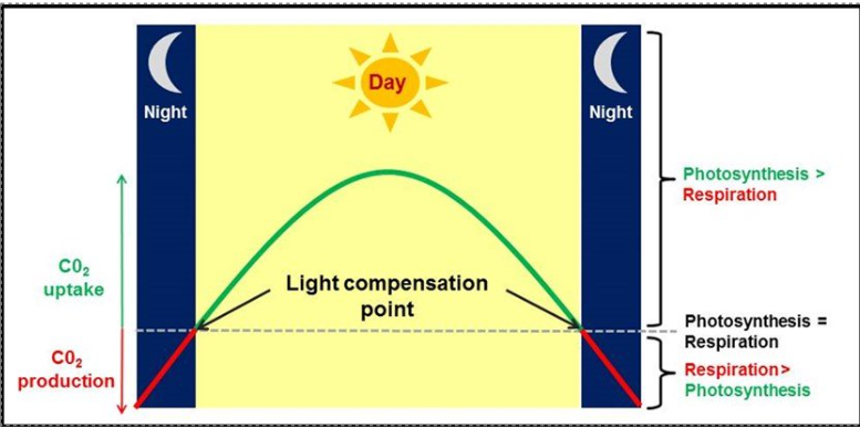 <p>the point when photosynthesis and respiration proceed at the same rate- no net gain or loss of carbohydrate </p>