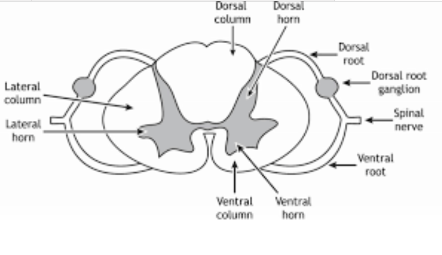 <p>Name the dorsal vs ventral side</p>