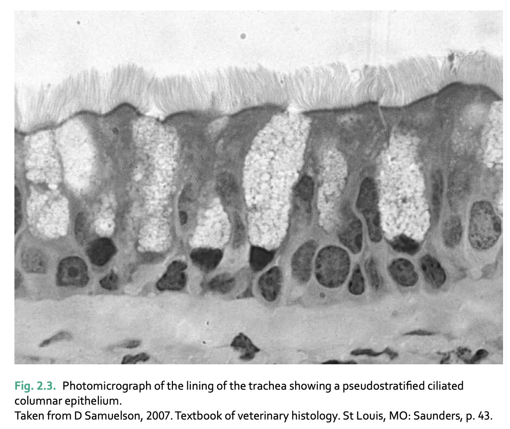 <p>Pseudostratified epithelium is ___ thick, but appears ____ because ____</p>