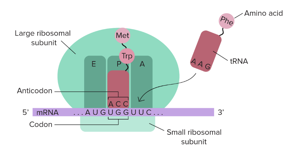 <p>a process (in <strong>RIBOSOMES</strong>) by which the genetic information carried by mRNA is decoded to produce a specific protein</p>