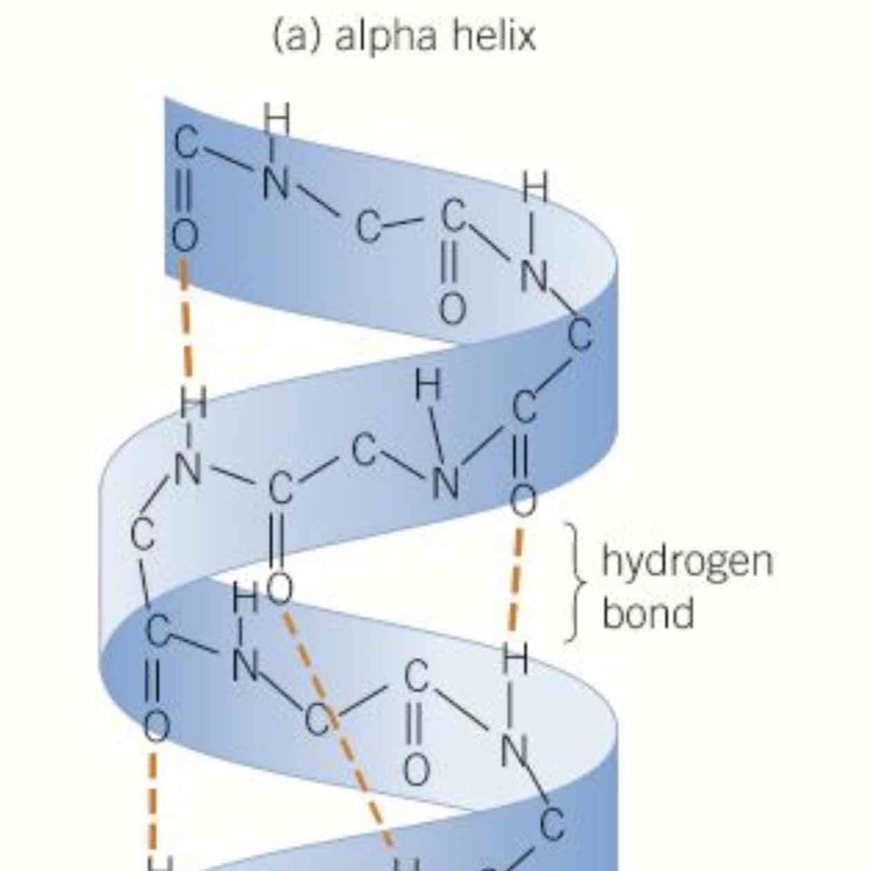 <p>O, H and N atoms of repeating structure of amino acids interact, H bonds may form within amino acid chain, pull into a coil shape called an alpha helix</p>