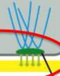 <p>anchor intermediate filaments in a cell to ECM </p>