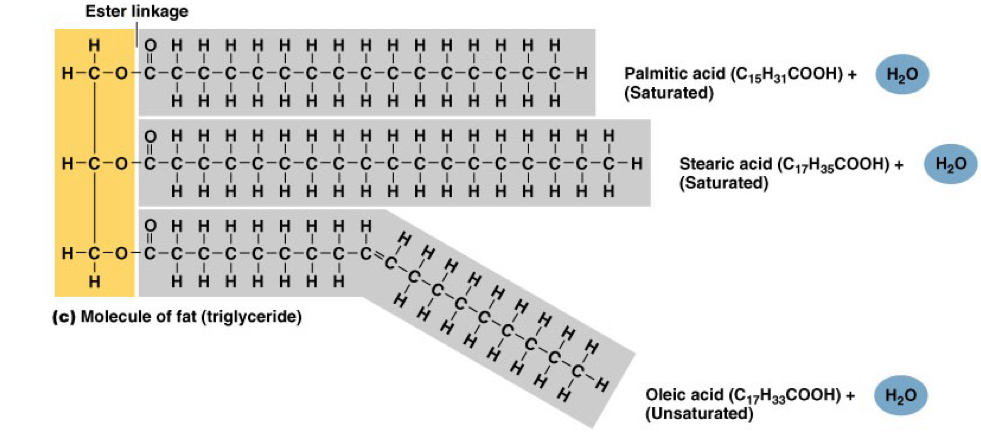 <p>_____ make up fat deposits that are important for Energy storage, insulation, mechanical protection</p>