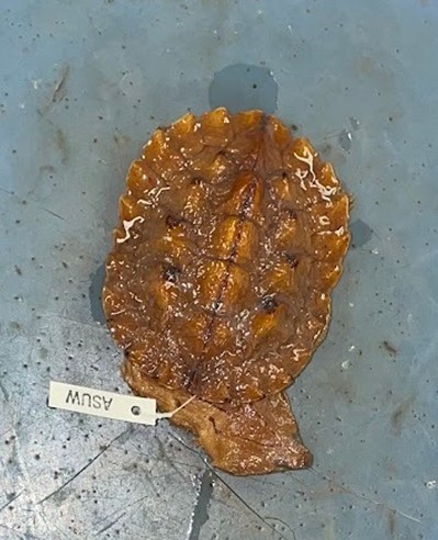 <p>Side neck turtles</p><p>Withdraws head by bending horizontally/to the side in front of one of the front legs</p><p>contains snake neck turtles (long neck and flippers) and mata mata turtles</p>