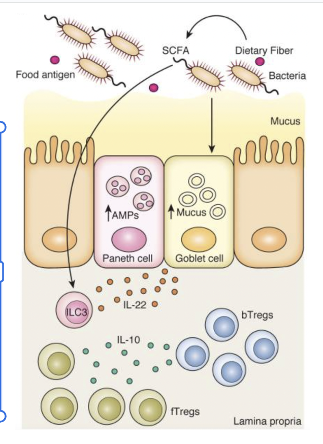 <ul><li><p>our body is unable to digest fiber, so our healthy microbiota digests fiber into short-chain fatty acids (SCFAs) </p></li><li><p>SCFAs stimulate paneth cells which increases antimicrobial peptides, and also stimulate goblet cells which increases mucus secretion</p><ul><li><p>these all help maintain the barrier</p></li></ul></li><li><p>SCFAs contribute to dendritic cell tolerogenic polarization where DCs induce Treg differentiation, and Tregs produce IL-10 (this makes our environment more immunosuppressive)</p><ul><li><p>IL-10 maintains immune tolerance</p></li></ul></li><li><p>induction of a tolerogenic (anti-inflammatory) environment by microbes also protects us from attacking our food</p></li></ul><p></p>
