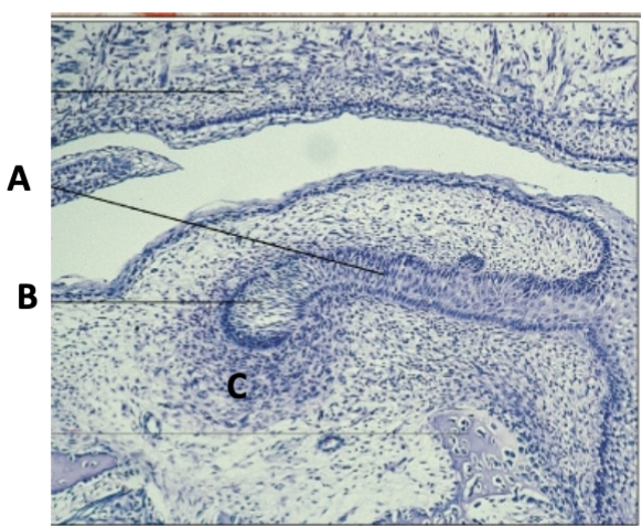 <p>identify cell at C</p>