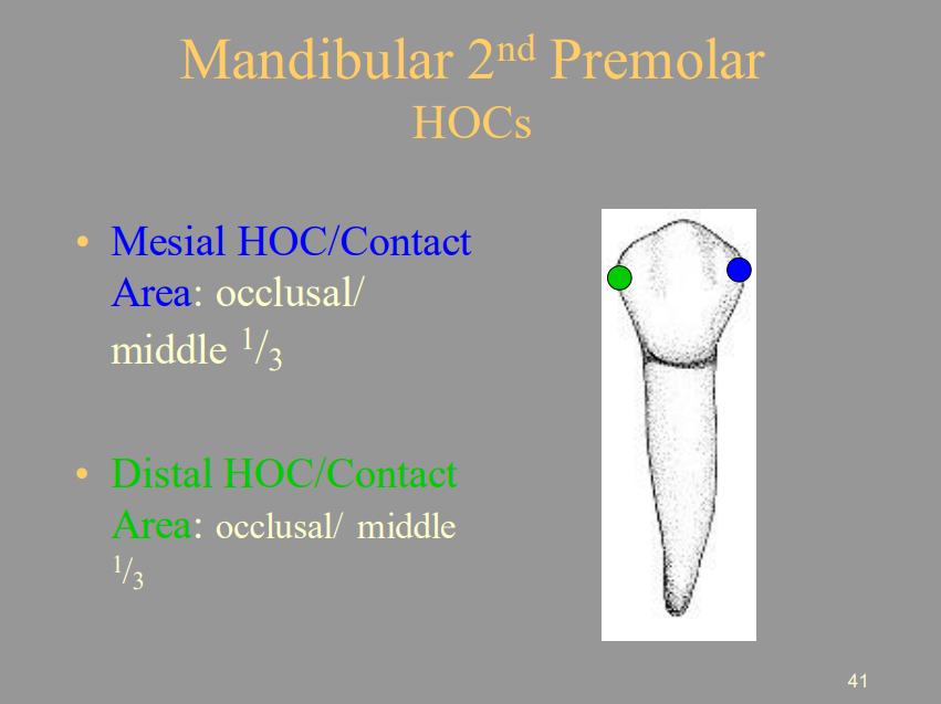 <p>A) Occlusal/Middle 1/3</p>