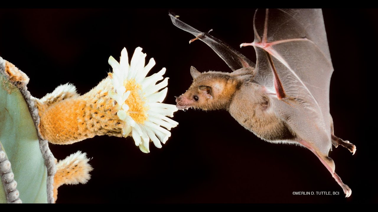 <p>What is the type of pollination occurring in the picture?</p>