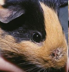 <p>Dermatomycosis</p>