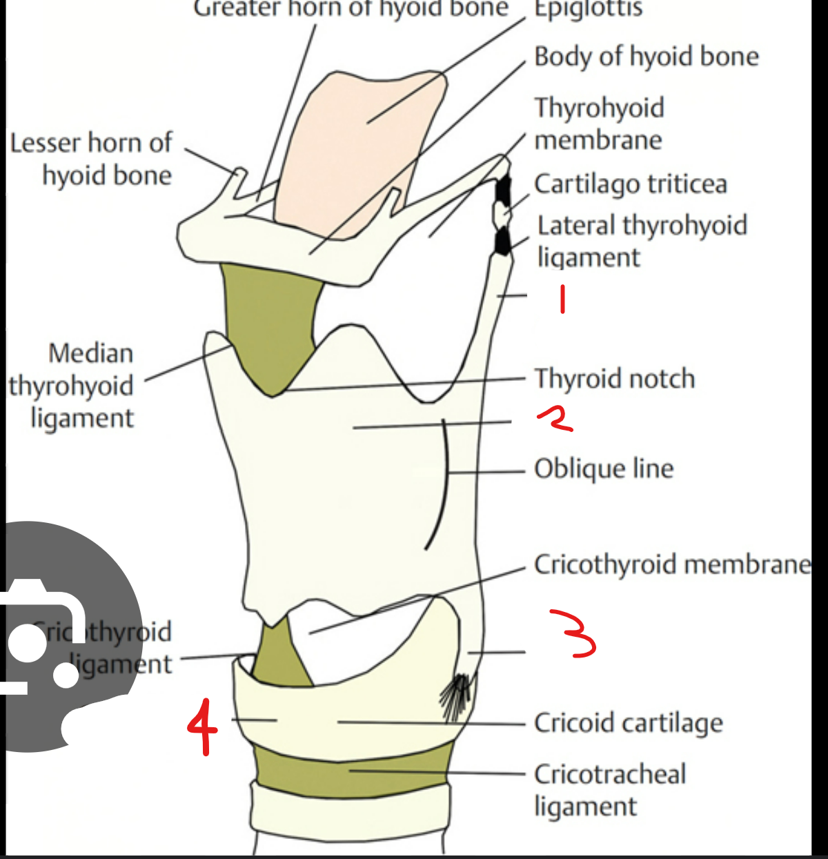 <p>label these parts of the thyroid and cricoid cartilage in the larynx</p>