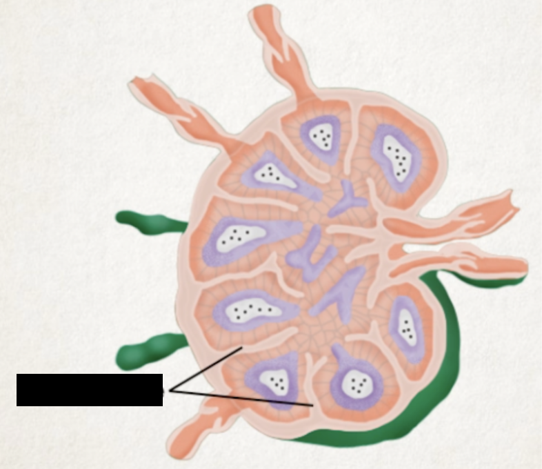 <p>supportive fibers between nodules</p>