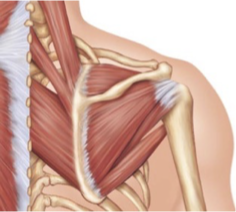 <p>What is the superior muscle is the rotator cuff?</p>