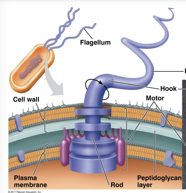 <p>Flagellum</p>