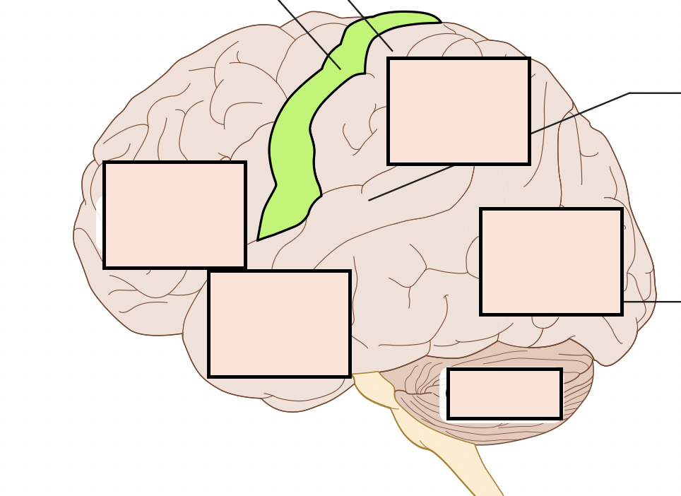 controls voluntary muscle movements on the opposite side of the body (that is, the right hempispere's motor cortex controls movement on the left side of the body)