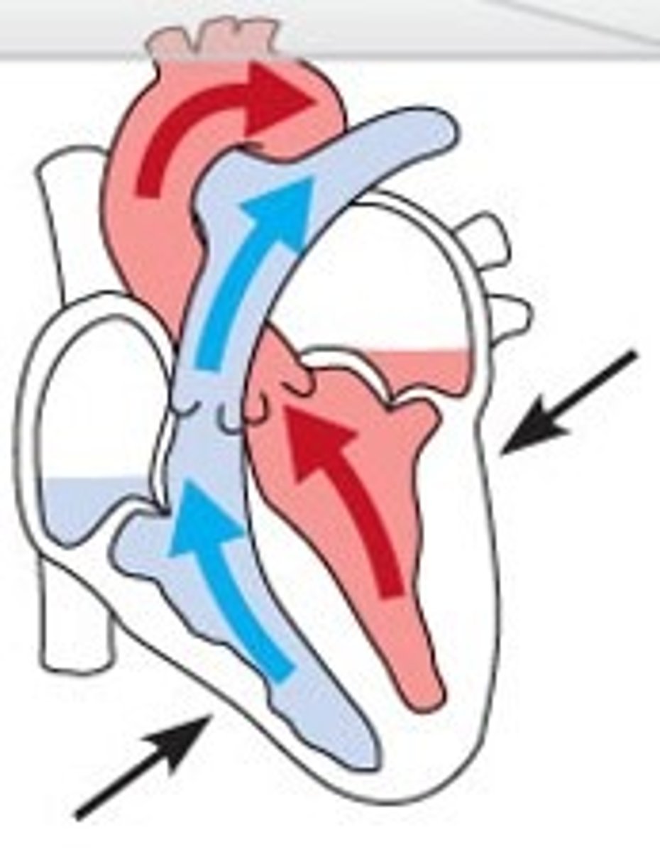 <p>as ventricular pressure rises and exceeds pressure in the arteries, the semilunar valves open and blood is ejected</p>