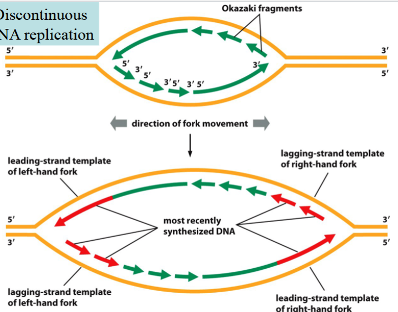 <p>problem: how does the cell know which DNA strand is synthesized, and which one of the two nucleotides is wrong in a mismatched pair?</p><p>solution: the newly synthesized strand is interrupted due to discontinuous replication → results in Okazaki fragments with nicks/breaks</p><p>mismatch repair must be done before the nick is repaired by ligase</p>